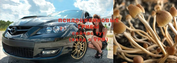 прущие грибы Абаза